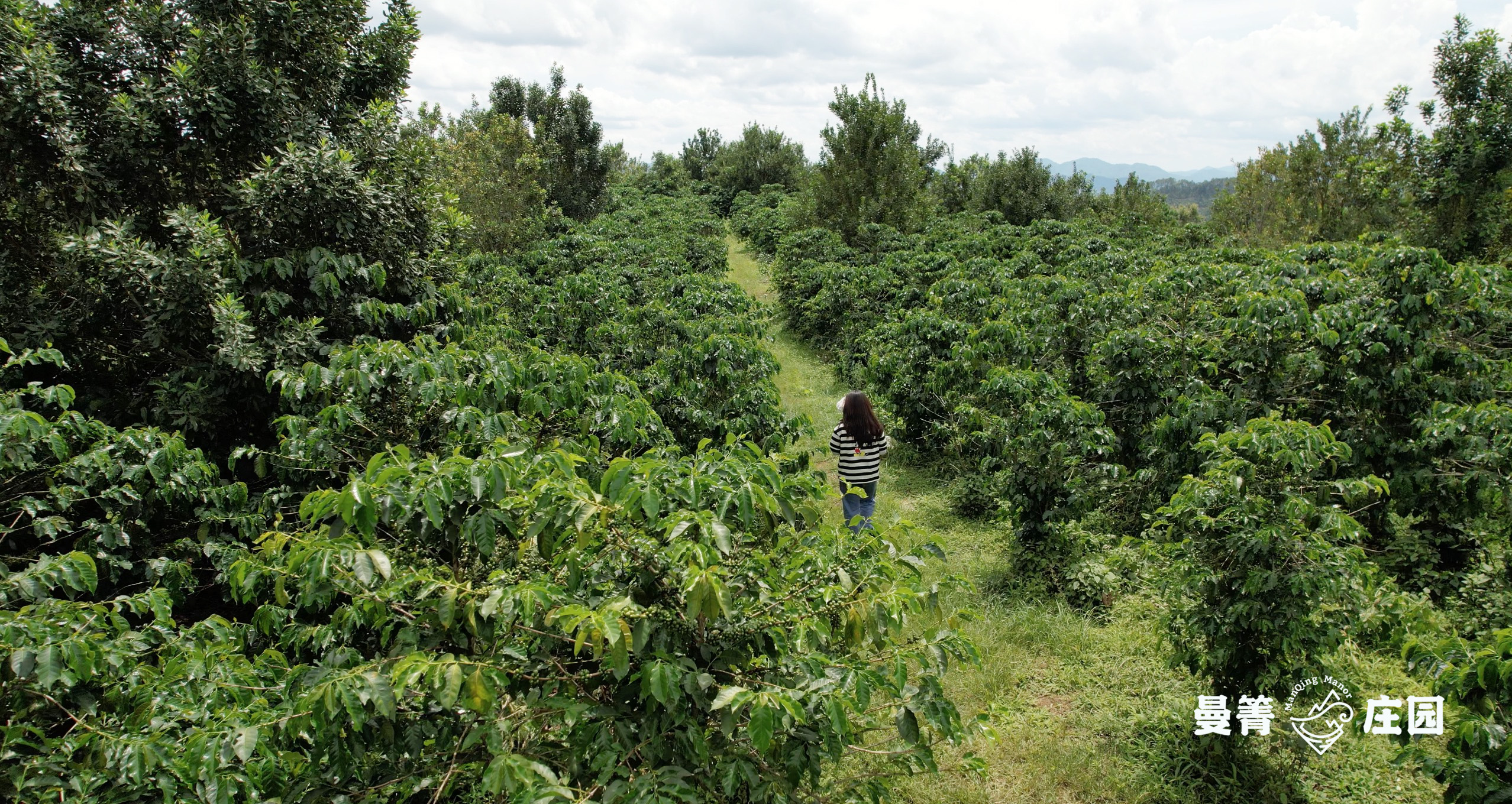 Manqing Coffee Farmの環境